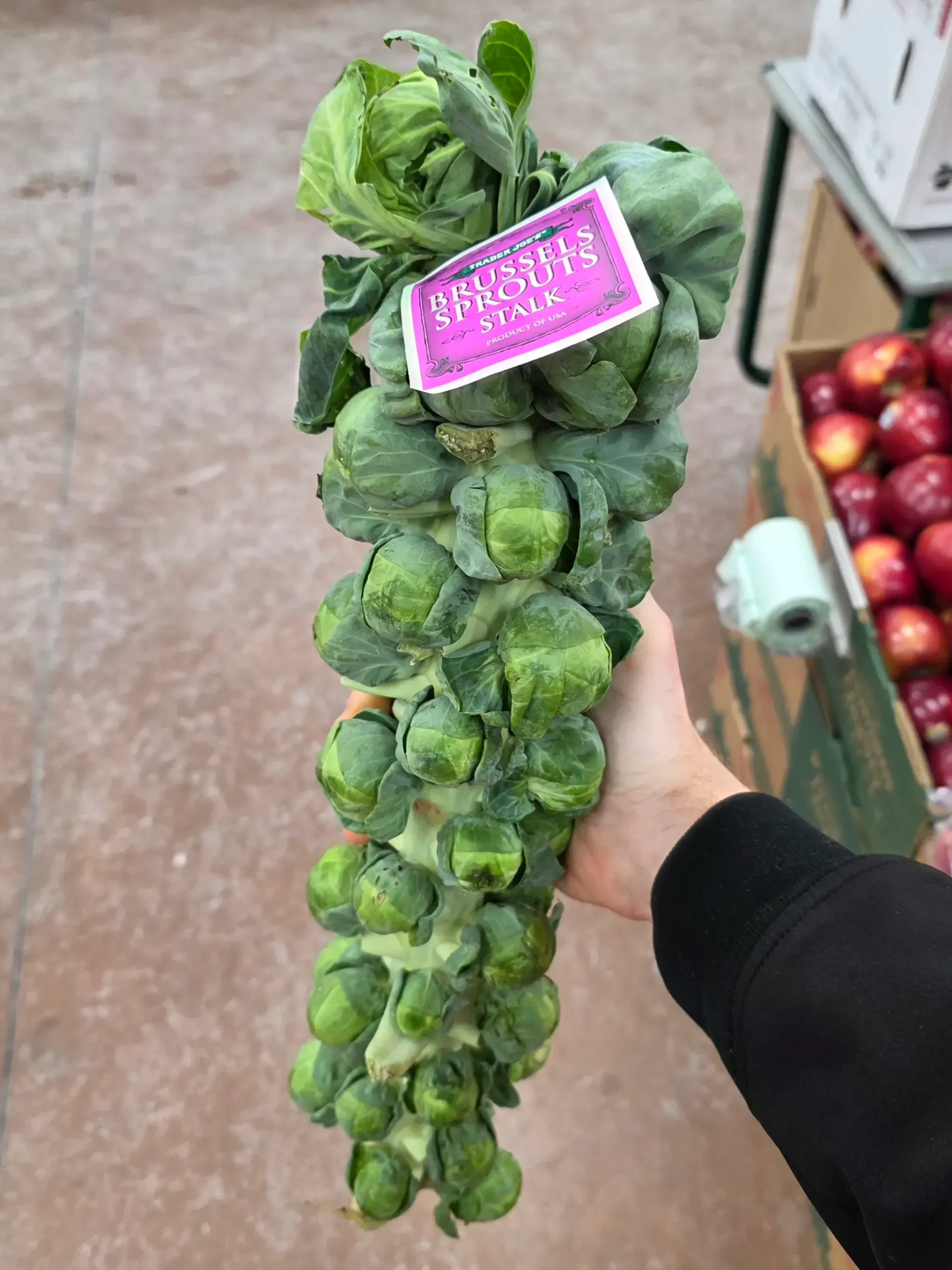 Trader Joe's Brussels Sprouts Stalk.